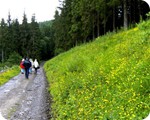 bunte Hnge im Perlenbachtal laden zum Wandern ein