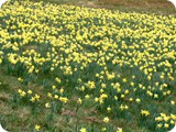 Die gelbe Pracht - Narzissenwiese im Perlenbachtal