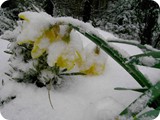 Es gibt noch oft Anfang April Schnee im Perlenbachtal