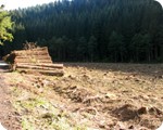 Renaturierungsmassnahmen im Perlenbachtal
Ende 1980 wurde auf Initiative der NRW-Stiftung damit begonnen,
die Fichten zu entfernen und somit die Natur zurck zu gewinnen.
