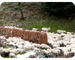 Schafe im Frühling zwischen den Flurhecken